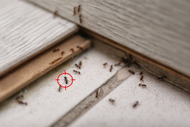 Best Local Pest Control Services  in Baxter, MN