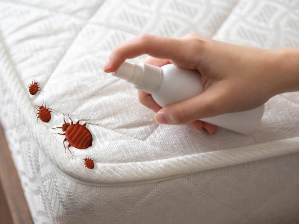 Trusted Baxter, MN Pest Control Experts